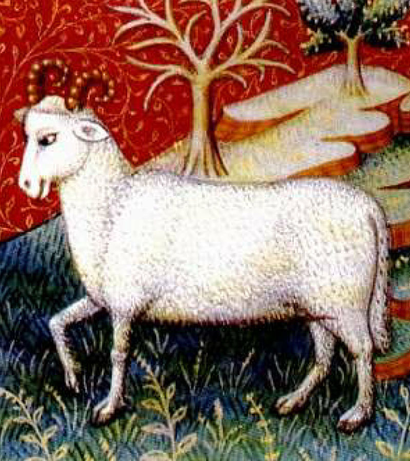 『本經逢原』では羊の胎盤が紹介されています。