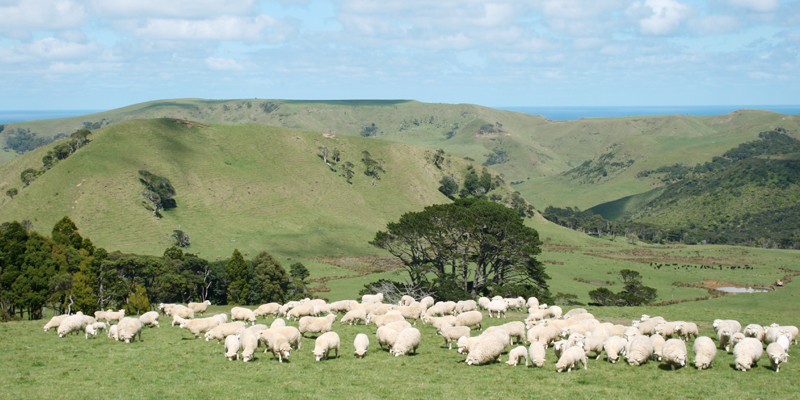 セレブリティーハナプラセンタは、ニュージーランドの羊プラセンタを使用しています。