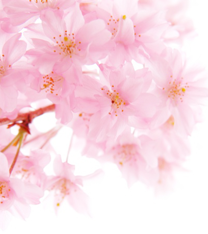 セレブリティーハナプラセンタには、サクラの花エキスも配合されています。